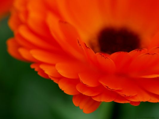 click to free download the wallpaper--Red Flowers Image, Blooming Flower Under Macro Focus, Amazing Scenery