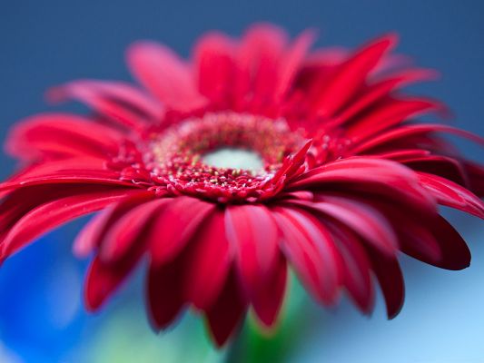click to free download the wallpaper--Red Flowers Image, Blooming Flower with Wide Open Petals, Warm and Enthusiastic Love