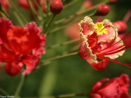click to free download the wallpaper--Red Flowers Picture, Beautiful Blooming Flower on Green Background, Amazing Scene