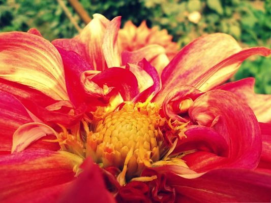 click to free download the wallpaper--Red Flowers Picture, Beautiful Flower with Golden Petals, Green Grass Around