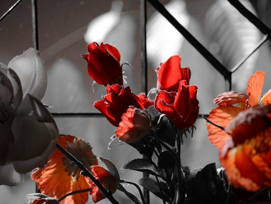 click to free download the wallpaper--Red Flowers Picture, Blooming Flowers Indoor, Nice in Look