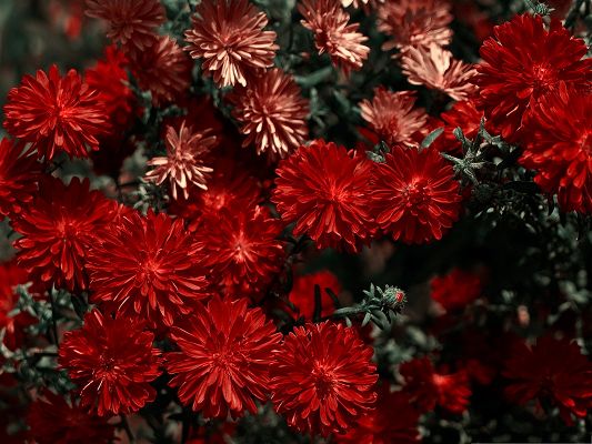 click to free download the wallpaper--Red Flowers Picture, Tiny Blooming Flower, Gray Leaves Beneath 
