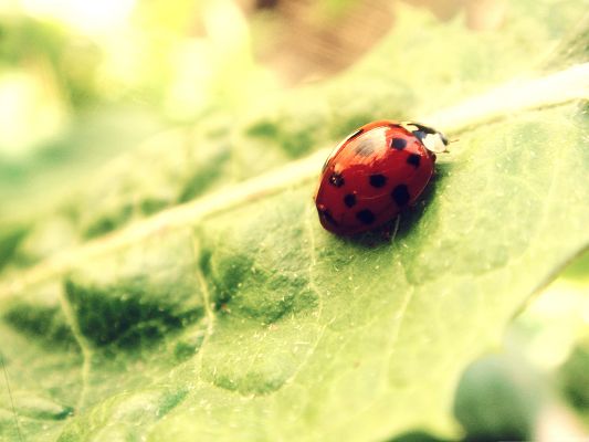 click to free download the wallpaper--Red Ladybug Images, Red Little Insect on Green Leaves, Great in Look