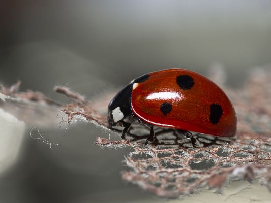 click to free download the wallpaper--Red Ladybug Picture, Little Insect Under Macro Focus, White Net Beneath