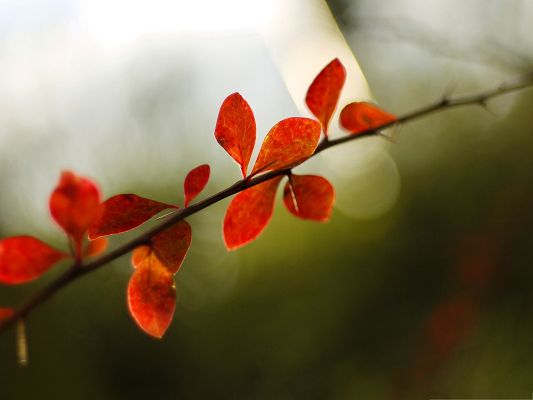 click to free download the wallpaper--Red Leaves Photo, Plant With Thorns, No Touching or Too Close