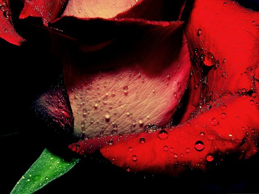 click to free download the wallpaper--Red Roses Picture, Blooming Rose with Rain Drops All Around, Fresh Clean Scene