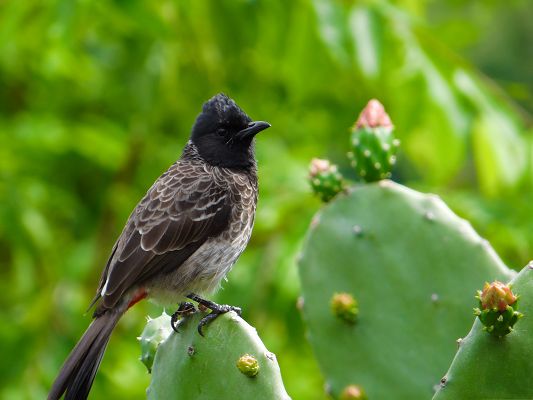 click to free download the wallpaper--Red-Vented Bird Photos, Little  Bird Standing on Cactus, Magnificent Look
