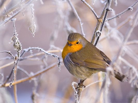 click to free download the wallpaper--Robin Bird Photography, Lonely Bird in the Snow, Hope You Are Not Cold