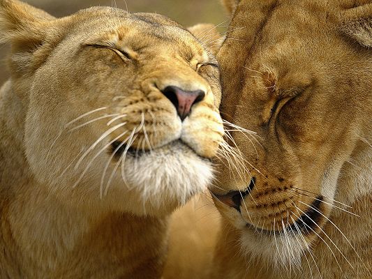 click to free download the wallpaper--Romantic Landscape Images, Two Lions, Close the Eyes and Enjoy the Moment