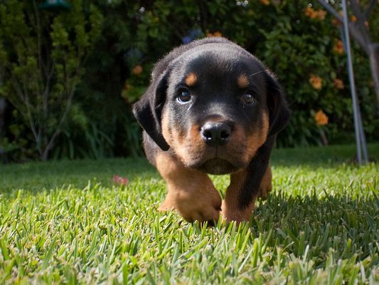 click to free download the wallpaper--Rottweiler Puppy Walking Alone
