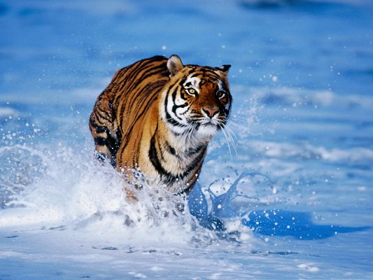 click to free download the wallpaper--Running Bengal Tiger, in Fast Run and Determined Look, Majestic One