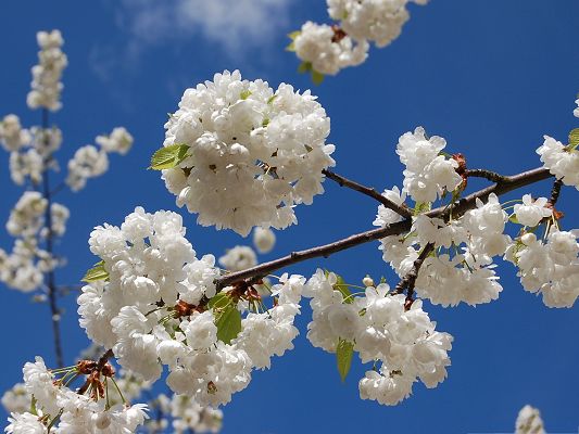 click to free download the wallpaper--Sakura Branch Flowers, White and Pure Flowers, Smile Under the Blue Sky