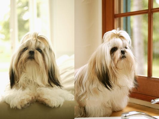 Shih Tzu Pet Dog Desktop, What a Fashionable and Beautiful Puppy!