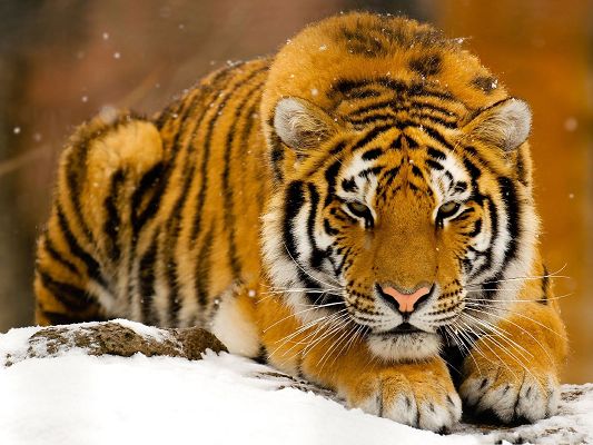 click to free download the wallpaper--Siberian Tiger Pic, Cold Winter, Snow is All Over Its Body