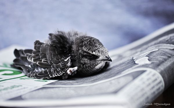 click to free download the wallpaper--Sleeping Bird Picture, Too Tired to Fly, Sweetie, Are You Cold?