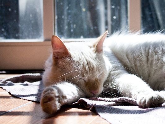 click to free download the wallpaper--Sleeping Cat Image, Kitten Sleeping in Warm and Cozy Room, Snowing Outdoor
