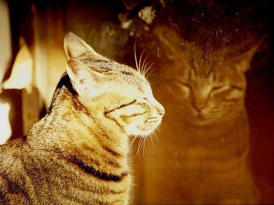 click to free download the wallpaper--Sleeping Cat Photo, Eyes Closed, Kitten Image Reflected in the Window