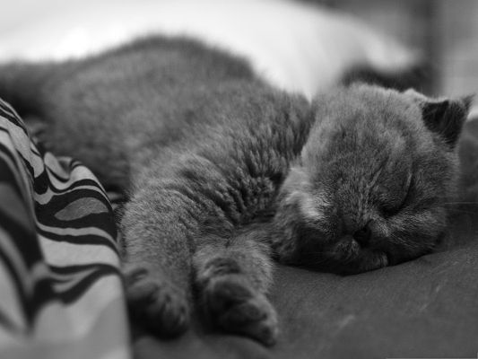 click to free download the wallpaper--Sleeping Cat Photography, Kitten in Sleep, Hard for It to Get Up