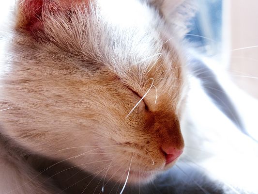 click to free download the wallpaper--Sleeping Cat Pictures, Kitten in Sound Sleep, No Disturbance