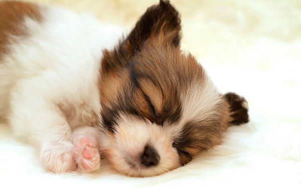 click to free download the wallpaper--Sleeping Papillon Dog Pictures