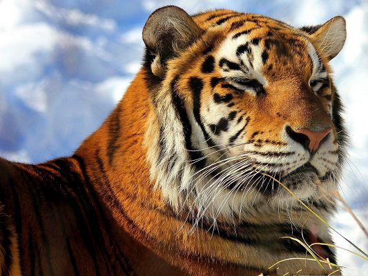 click to free download the wallpaper--Sleepy Amur Tiger, Beautiful Tiger Under the Blue Sky, Great in Look