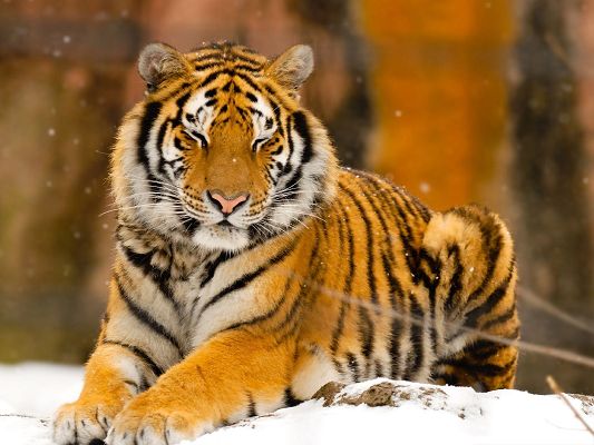click to free download the wallpaper--Sleepy Siberian Tiger, Stay Out in Winter, Tough Guy, Flying Snow