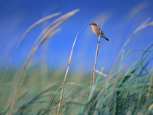 click to free download the wallpaper--Small Bird Image, Standing Firmly on Brown Plants, the Blue Sky
