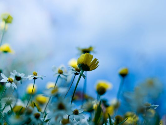 click to free download the wallpaper--Small Blooming Flower, Yellow Flower in Spring, Great in Look