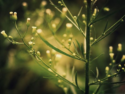 click to free download the wallpaper--Small Flower Images, in Bloom and Bud, Thin Green Branch