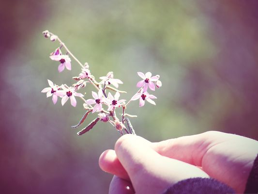 click to free download the wallpaper--Small Flowers Photography, Little Blooming Flowers Held in Hand, Fresh Scene