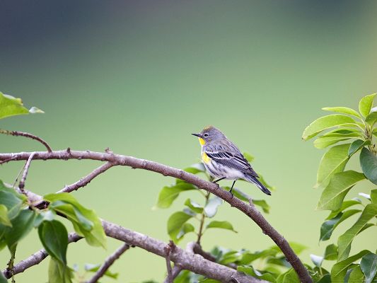 click to free download the wallpaper--Small Gray Bird Image, Little Lonely Bird on Branch, Green Plants and Leaves, Spring Scene