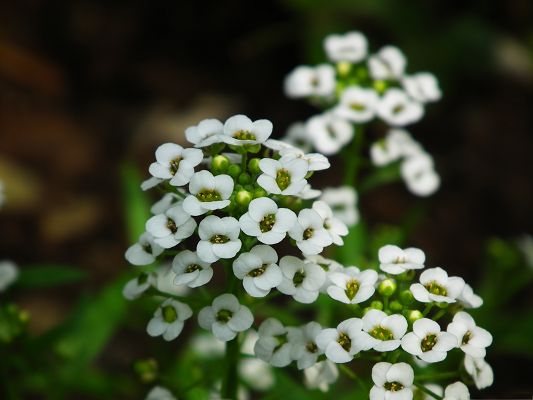 click to free download the wallpaper--Small White Flowers Image, Beautiful Flowers in Bloom, Pure and Absolute Love