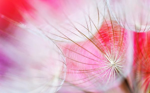 click to free download the wallpaper--Small World HD Post in 1920x1200 Pixel, a Pink Flower Under Microscope, the Small World is Much Emphasized - HD Natural Scenery Wallpaper