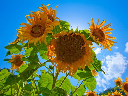Smiling Sunflowers Image, Big Sunflowers in the Blue Sky, Amazing Scenery