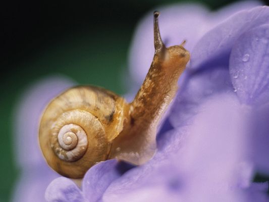 click to free download the wallpaper--Snail on Flower Photography, Little Insect on Purple Flowers, Impressive Scene
