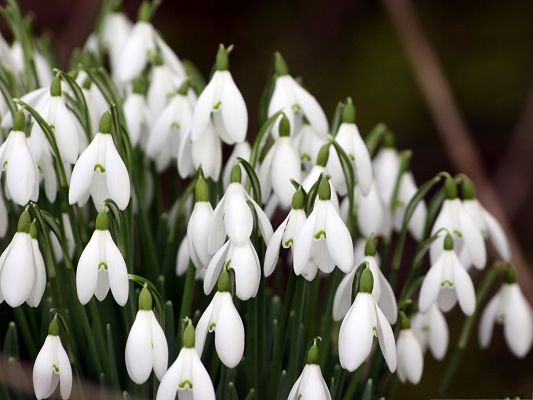 click to free download the wallpaper--Snowdrops Flower Picture, White and Tiny Flowers, Green Grass Beneath