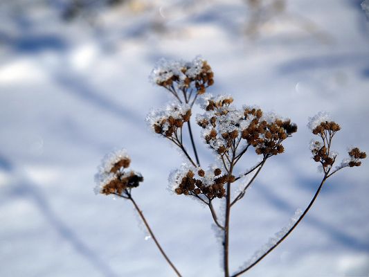click to free download the wallpaper--Snowy Plant Stem, Snow on the Top of the Tiny Plant, Pure and New World