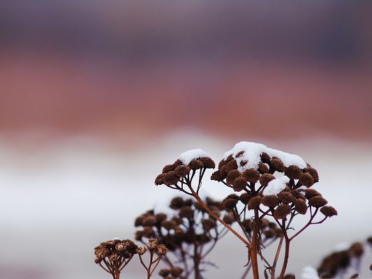 click to free download the wallpaper--Snowy Wild Flowers, Beautiful Flower Under the Snow, Pink Background