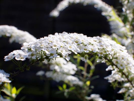 click to free download the wallpaper--Spiraea Arguta Flowers, Little Blooming Flowers on Black Background