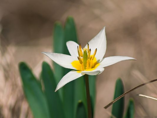 click to free download the wallpaper--Spring Flower Pictures, Pure and White Flowers, Green Leaves Around