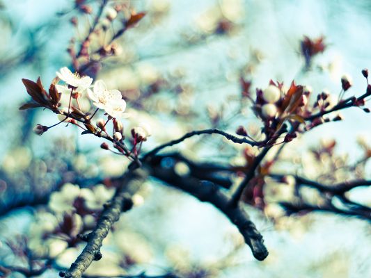 click to free download the wallpaper--Spring Flowers Image, White and Pure Flower on Thin Branch