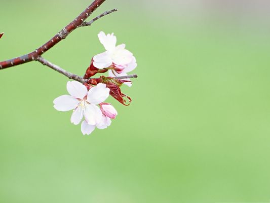 click to free download the wallpaper--Spring Flowers Photo, Tiny White Flowers in Bloom, Light Green Background