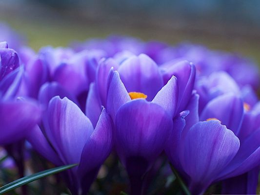 Spring Flowers Photography, Dark Blue Flowers Under Micro Focus, Yellow Stamen