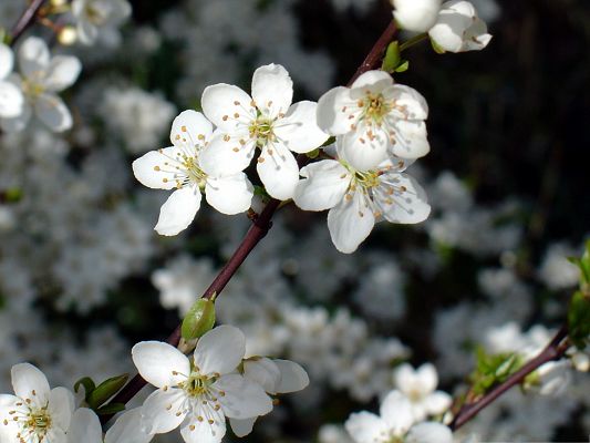 click to free download the wallpaper--Spring Flowers Photography, White Flowers in Bloom, Incredible Scenery