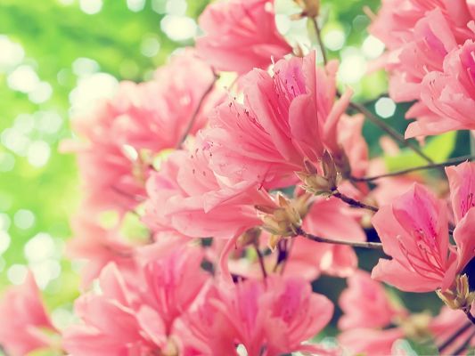 click to free download the wallpaper--Spring Flowers Picture, Pink Blooming Flowers, Great and Prosperous Scene