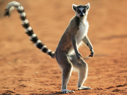 click to free download the wallpaper--Standing Lemur Wallpaper, Ring Tailed Lemur, Cute and Impressive Animal