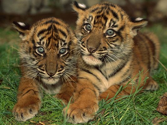 click to free download the wallpaper--Sumatran Tiger Cubs, Lying on Green Grass, Cute and Attractive
