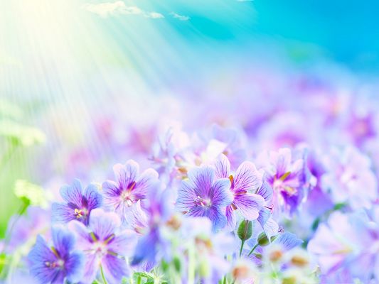 click to free download the wallpaper--Summer Flowers Photography, White Tiny Flowers, Warm Sunshine Pouring on Them