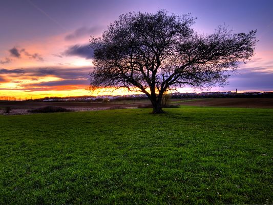 click to free download the wallpaper--Summer Nature Landscape, a Tall Tree Among Green Grass, the Purple Sky