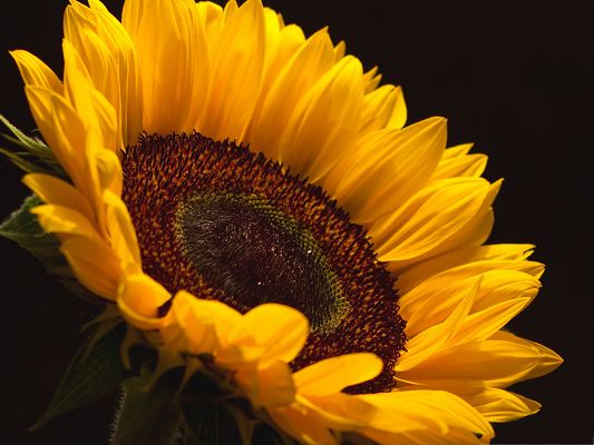 click to free download the wallpaper--Sun Flower Pictures, Yellow Flower Smiling Toward the Sun, Be Happy and Optimistic
